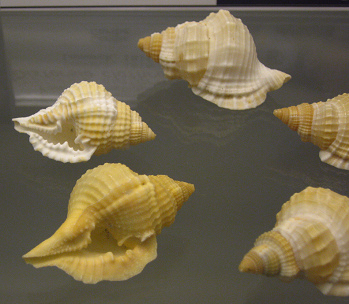 Diostorsio clathrata, primer plano 01 Diostorsio clathrata, primer plano 01