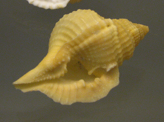 Diostorsio clathrata, primer plano 02 Diostorsio clathrata, primer plano 02