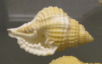 Diostorsio clathrata, primer plano 03 Diostorsio clathrata, primer plano 03