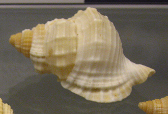 Diostorsio clathrata, primer plano 04 Diostorsio clathrata, primer plano 04