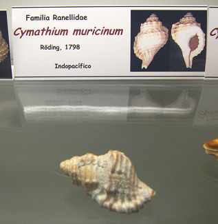 Cymatium
muricinum Cymatium muricinum