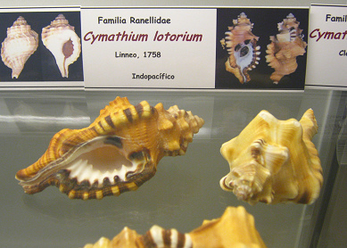 Cymatium
lotorium Cymatium lotorium
