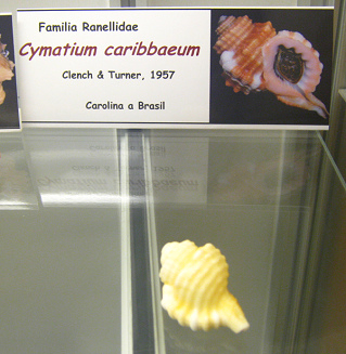 Cymatium
caribbaeum Cymatium caribbaeum