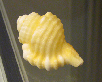 Cymatium caribbaeum, primer plano Cymatium caribbaeum, primer plano