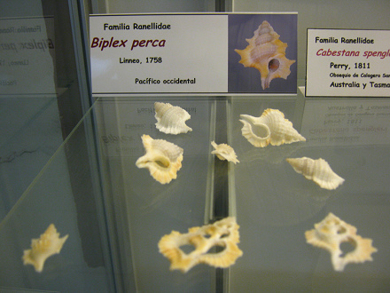 Biplex perca Biplex perca