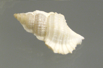 Biplex
perca, primer plano Biplex perca, primer plano