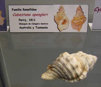 Cabestana
spengleri Cabestana spengleri