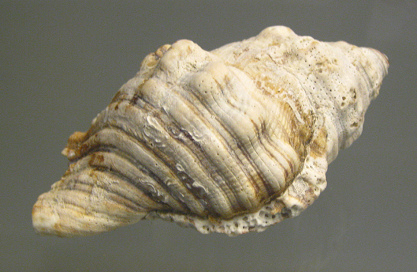 Cabestana spengleri, primer plano Cabestana spengleri, primer plano