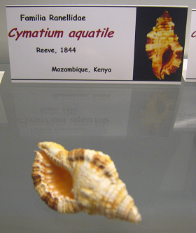 Cabestana
aquatile Cabestana aquatile