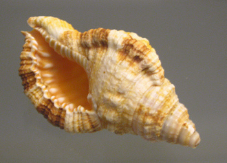 Cabestana aquatile, primer plano Cabestana aquatile, primer plano