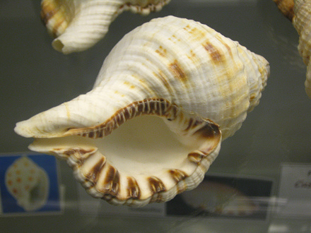 Cabestana parthenopeum, primer plano