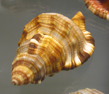 Cymatium pilaere, primer plano