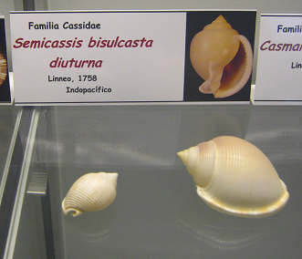 Semicassis bisulcasta diuturna
