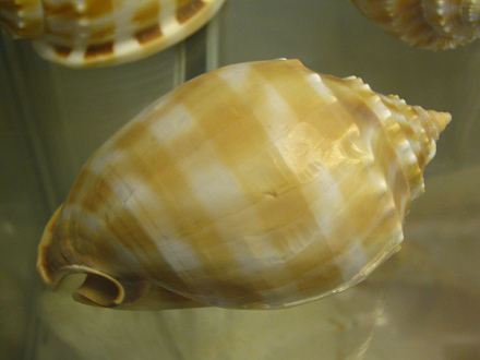 Phalium bandatum, primer plano