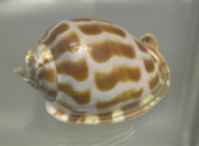 Cassis areola, primer plano