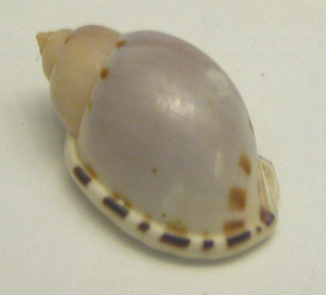 Casmaria ponderosa ponderosa,
                                primer plano 02