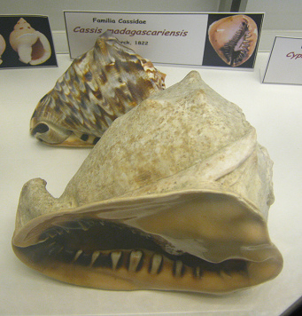 Casis madagascariensis