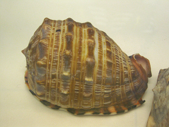 Cypraeacassis tenuis, primer plano