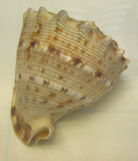 Cassis flammea, primer plano 01