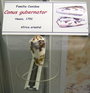 Conus
gubernator Conus gubernator