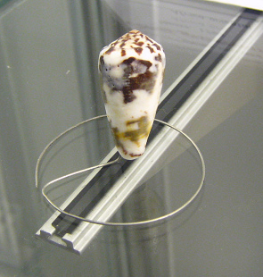 Conus gubernator, Nahaufnahme Conus gubernator, Nahaufnahme