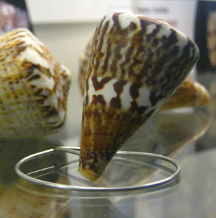 Conus
vexillum, Nahaufnahme Conus vexillum, Nahaufnahme