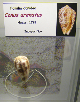 Conus
arenatus Conus arenatus