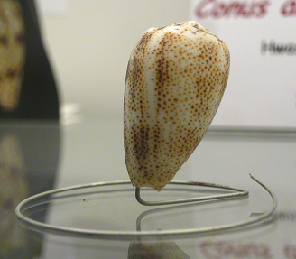 Conus arenatus, Nahaufnahme 01 Conus arenatus, Nahaufnahme 01