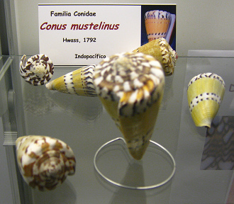 Conus
mustelinus Conus mustelinus