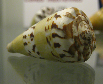 Conus mustelinus, Nahaufnahme Conus mustelinus, Nahaufnahme