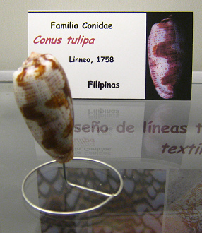 Conus tulipa Conus
tulipa