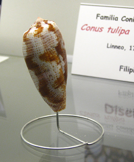 Conus
tulipa, Nahaufnahme Conus tulipa, Nahaufnahme