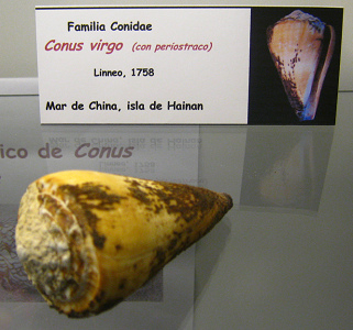 Conus
virgo con periostraco Conus virgo con periostraco