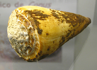 Conus virgo con periostraco,
Nahaufnahme 01 Conus virgo con periostraco, Nahaufnahme
01