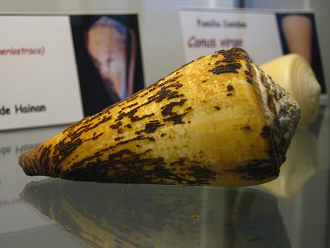 Conus virgo con periostraco,
Nahaufnahme 02 Conus virgo con periostraco, Nahaufnahme
02