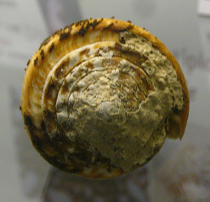 Conus virgo con periostraco,
Nahaufnahme 03 Conus virgo con periostraco, Nahaufnahme
03