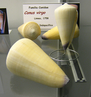 Conus virgo Conus
virgo