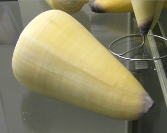 Conus
virgo, Nahaufnahme Conus virgo, Nahaufnahme