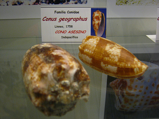 Conus geographus