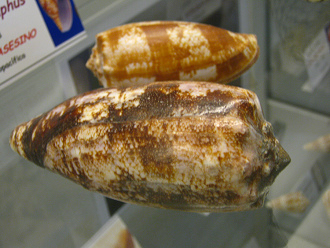 Conus geographus, Nahaufnahme
