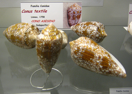 Conus textile