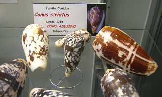 Conus striatus