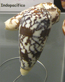 Conus striatus, Nahaufnahme 02