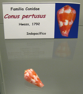 Conus pertusus