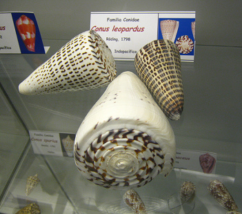 Conus leopardus