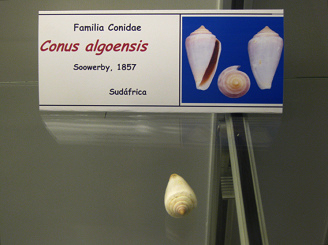 Conus algoensis