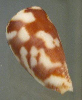 Conus anemone, Nahaufnahme