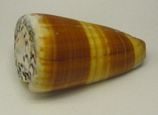Conus flavidus, Nahaufnahme