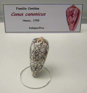 Conus canonicus