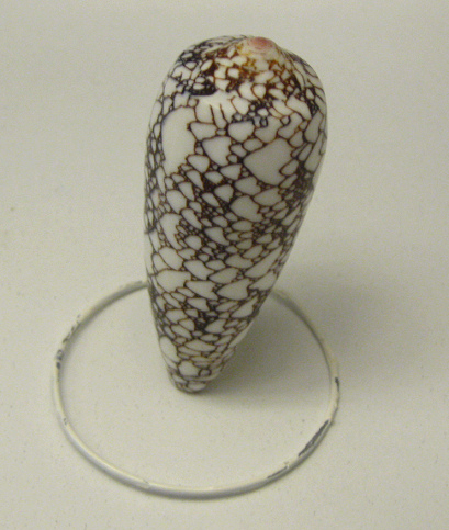 Conus canonicus, Nahaufnahme